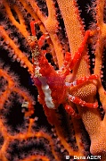Xenocarcinus conicus Tomia Marimabuk reef-18m-20180526nuit-Denis-ADER-DSC_1031_tn